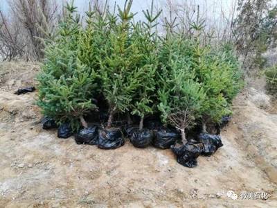 那山，那樹(shù)，那人