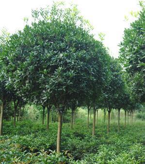 樹(shù)木生長(zhǎng)的奧秘 從種子到參天大樹(shù)的生命之旅